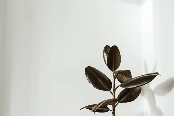 Green rubber plant on white background. Ficus elastica robusta.