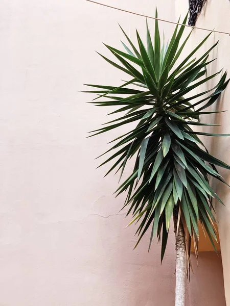 Exotisk Grön Palm Blekrosa Bakgrund Minimalt Naturbegrepp Kopiera Utrymme — Stockfoto