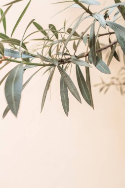 Yeşil, beyaz arkaplanda dallar bırakır. Asgari doğa konsepti. Boşluğu kopyala.