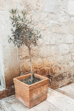 Terracotta Meydanı 'ndaki zeytin ağacı, kaldırım taşı duvar boyunca. Seyahat kavramı.