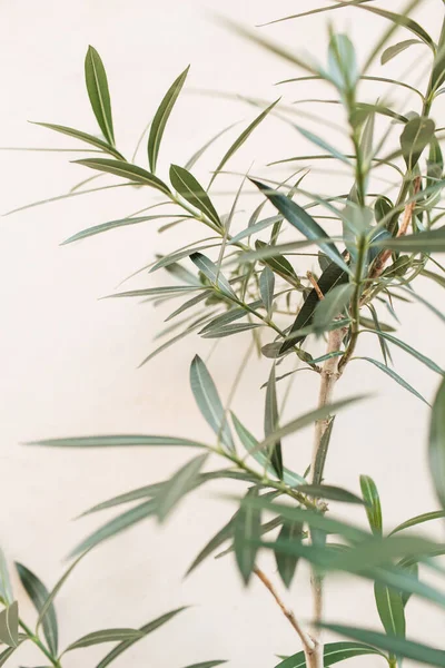 Groene Bladeren Takken Witte Achtergrond Minimaal Natuurconcept — Stockfoto