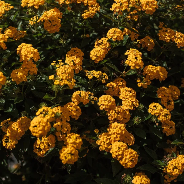 Bush Flores Cor Laranja Outono Fundo Floral Textura — Fotografia de Stock