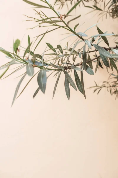 Green Leaves Branches White Background Minimal Nature Concept Copy Space — Stock Photo, Image