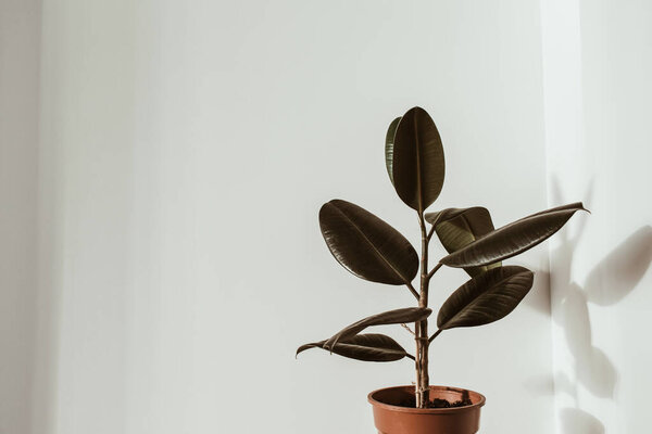 Closeup of rubber plant ficus in flower pot on white background. Minimal modern interior design concept.