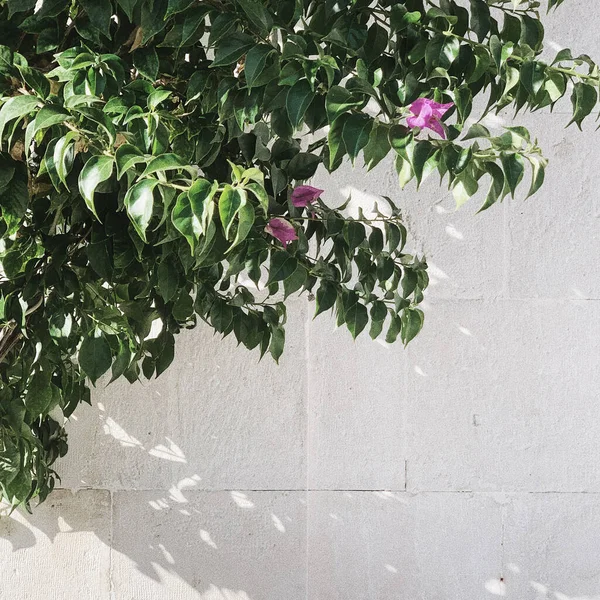 Conceito Vegetação Mínima Bela Planta Verde Exótica Contra Parede Branca — Fotografia de Stock