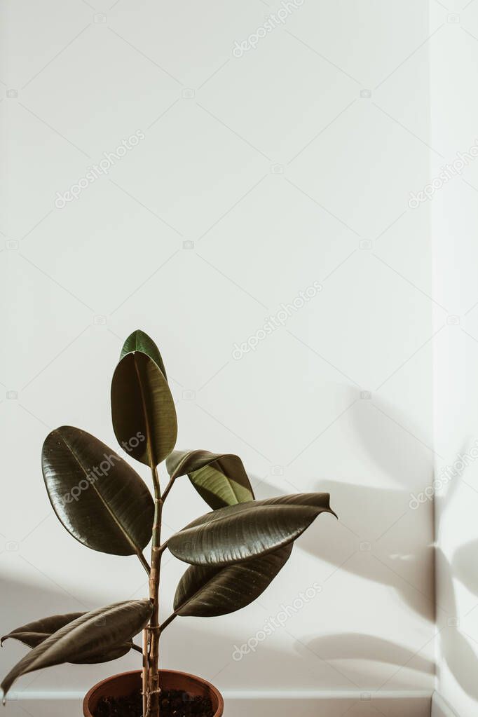 Closeup of rubber plant ficus on white background.