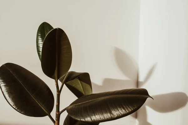 Closeup of rubber plant ficus on white background.