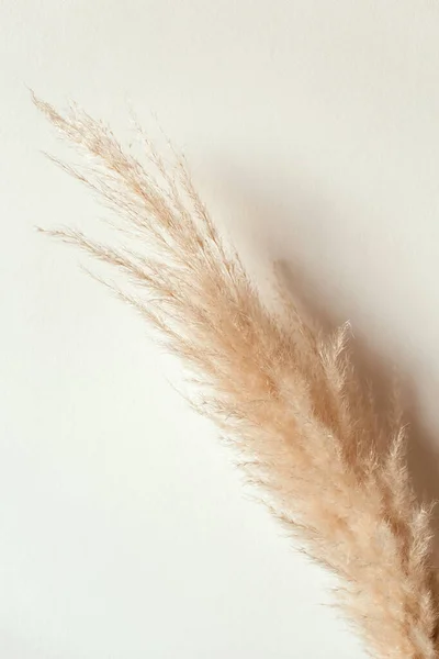 Tan Pampas Gras Zweig Auf Weißem Hintergrund Schilfrohr Stylisiertes Minimalistisches — Stockfoto