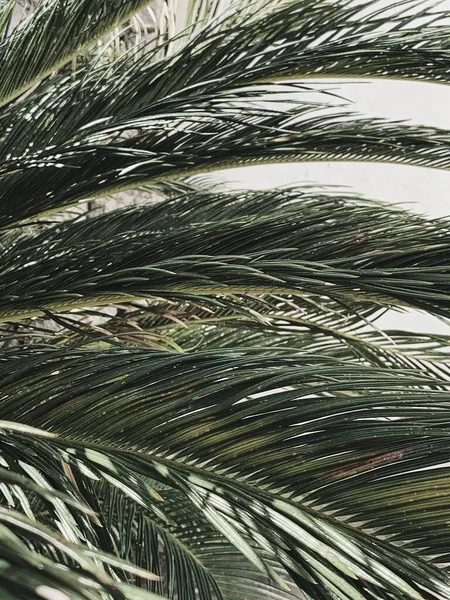 Trendy Zomer Patroon Groene Tropische Exotische Palmbladeren Met Witte Achtergrond — Stockfoto