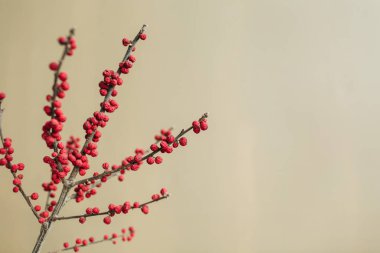Tarafsız bej arkaplanda kırmızı dut dalı var. Modern iç tasarım kavramı.