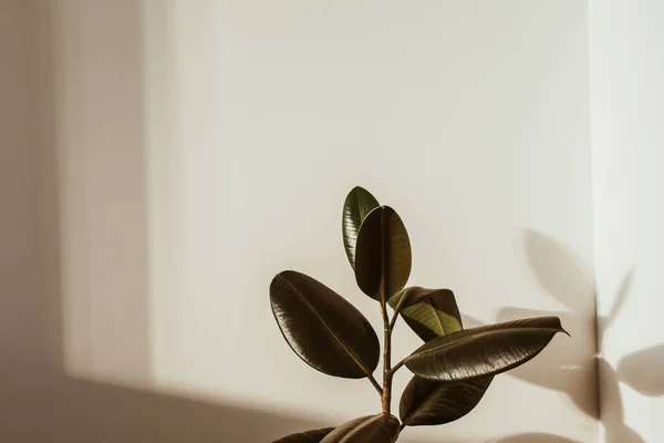 白い背景にゴム植物のフィカスの閉鎖 — ストック写真