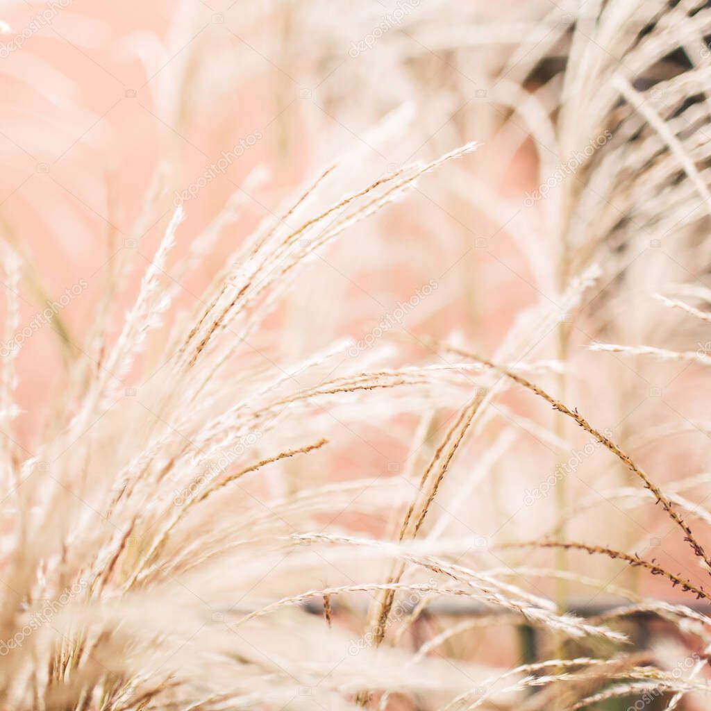 Natural abstract background. Dry reeds bowed by the wind. Golden reed against pink wall.