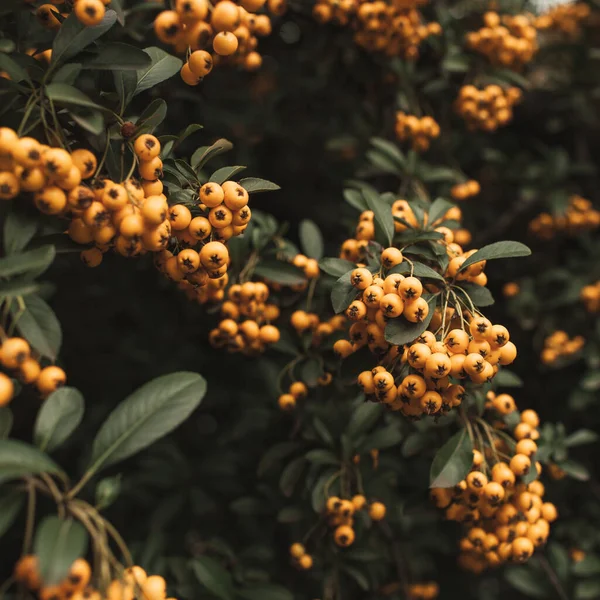 Floraler Herbst Hintergrund Oder Textur Bush Mit Herbst Beere Grüne — Stockfoto