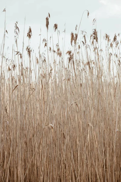 Dry reed stalks field. Minimal nature landscape background.