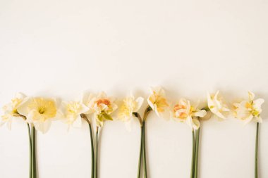 Beyaz arka planda Narcissus çiçekleri. Dümdüz uzanmış, güzel çiçekli kompozisyon.