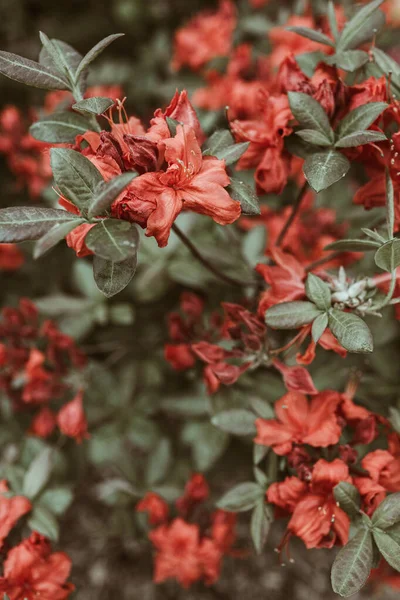 Nahaufnahme Von Schönen Roten Rhododendron Blumen Blühen Busch Zusammensetzung Der — Stockfoto