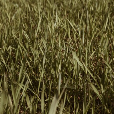 Yeşil çimen alanı deseni. Asgari doğal arkaplan.