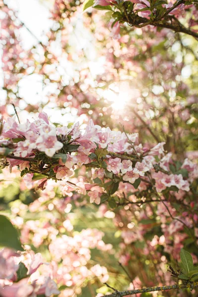 リンゴの木の花を咲かせます 自然な夏の花の組成 — ストック写真