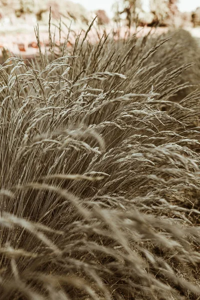 野生のコックフットブルーグラス植物の茎のフィールド — ストック写真