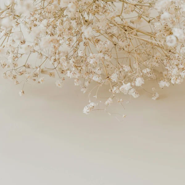 Closeup Gypsophila Flowers Bouquet Neutral Beige Background — Stock Photo, Image
