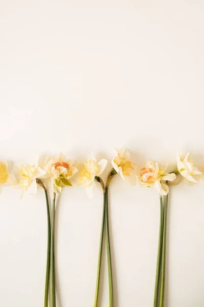 Narcissus flowers on white background. Flat lay, top view beauty floral composition