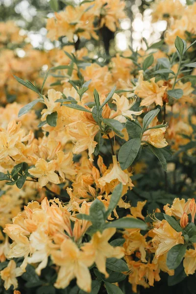 Крупный План Красивых Оранжевых Цветов Рододендрона Цветут Кусты Летняя Цветочная — стоковое фото