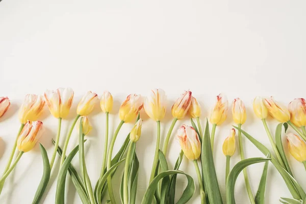 Színes Tulipán Virágok Fehér Háttérrel Lapos Fektetés Felülnézet Virágos Ünnep — Stock Fotó