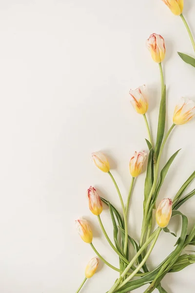 Färgglada Tulpan Blommor Vit Bakgrund Platt Låg Ovanifrån Blommig Semester — Stockfoto