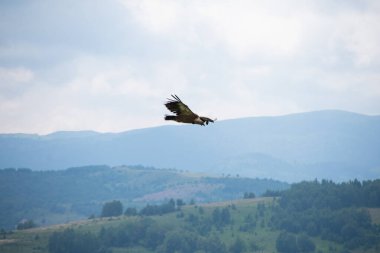 Dağların arkasındaki kartal