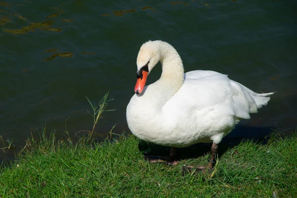Белый Лебедь Фоне Зеленого Пруда — стоковое фото