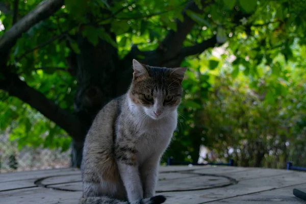 Sittande Katt Mot Bakgrund Grön Trädgård — Stockfoto