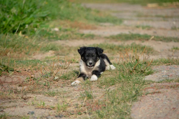 Zwart Wit Puppy Kijkt Naar Camera — Stockfoto