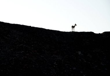 Efendim Bani Yas Island kum ceylan
