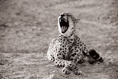 Desert Island leopar