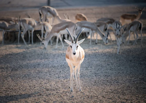 Efendim Bani Yas Island kum ceylan