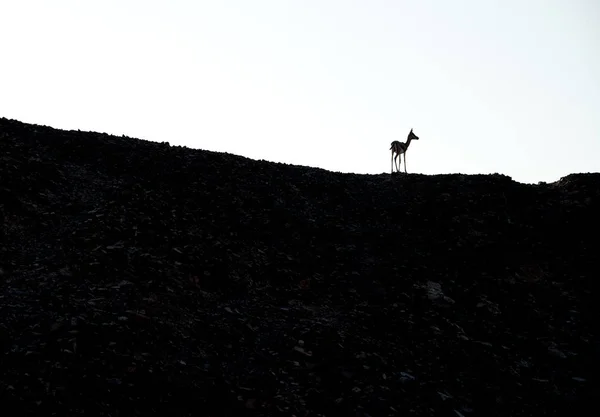 Efendim Bani Yas Island kum ceylan