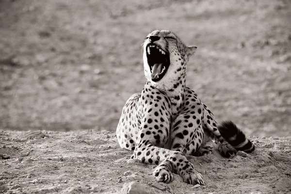 Leopardo de ilha deserta — Fotografia de Stock