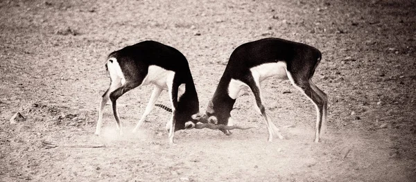 Sand Gazelle in Sir Bani Yas Island — Stock Photo, Image