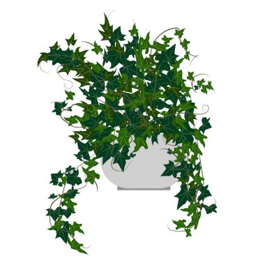 Ivy houseplant. Ev çiçekleri düz tarzı yaptı.