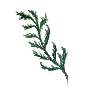 Sulu Boya Noel ağacı dalları.