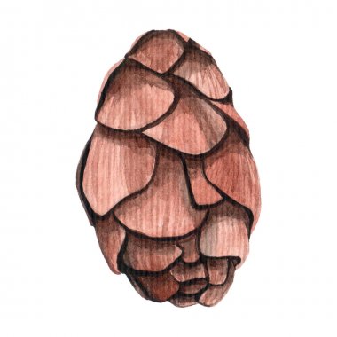 Suluboya çam kozalağı dekorasyon için.