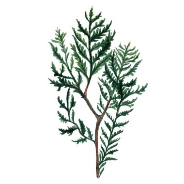 Sulu Boya Noel ağacı dalları.