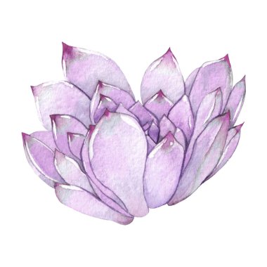 Beyaz bir arka plan üzerinde izole sulu. Suluboya elle çizilmiş illüstrasyon.