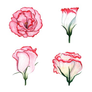 Suluboya çiçek Eustoma kümesi