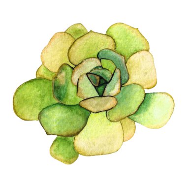 Beyaz bir arka plan üzerinde izole sulu. Suluboya elle çizilmiş illüstrasyon.