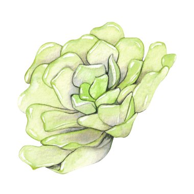 Beyaz bir arka plan üzerinde izole sulu. Suluboya elle çizilmiş illüstrasyon.