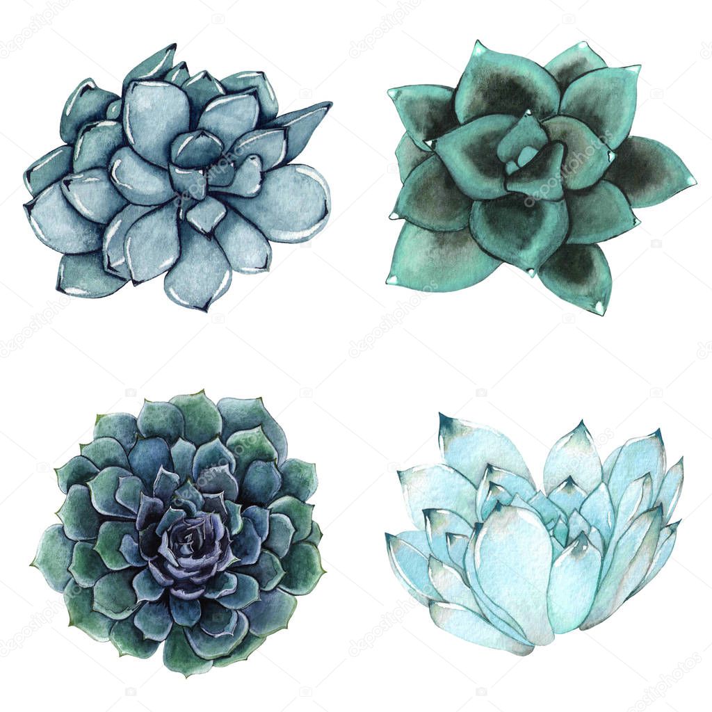 A set of watercolor compositions made of succulent flowers.