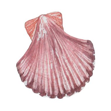 Suluboya yumuşak kabukları.