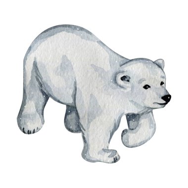 Kuzeyde tatlı beyaz kutup ayıları suluboya