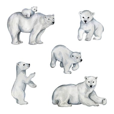 Kuzeyde tatlı beyaz kutup ayıları suluboya